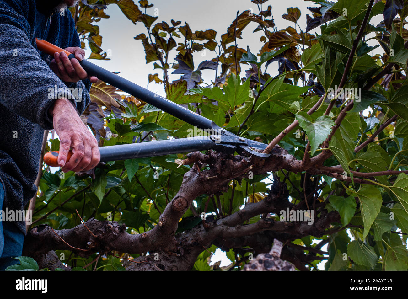 Mann Beschneidung alte Wachstum von einem maulbeerbaum. Stockfoto