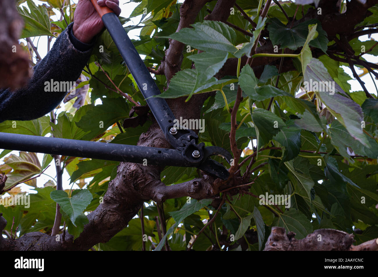 Mann Beschneidung alte Wachstum von einem maulbeerbaum. Stockfoto