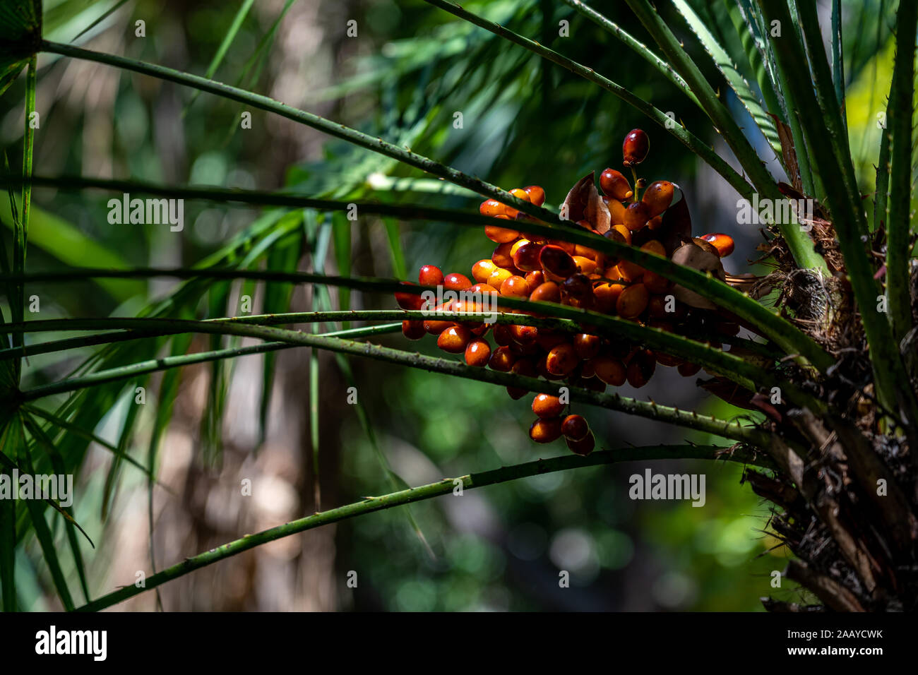 Nahaufnahme von Samen und Blätter von einem Palm Anlage Stockfoto