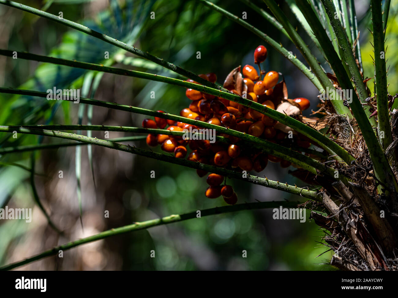 Nahaufnahme von Samen und Blätter von einem Palm Anlage Stockfoto