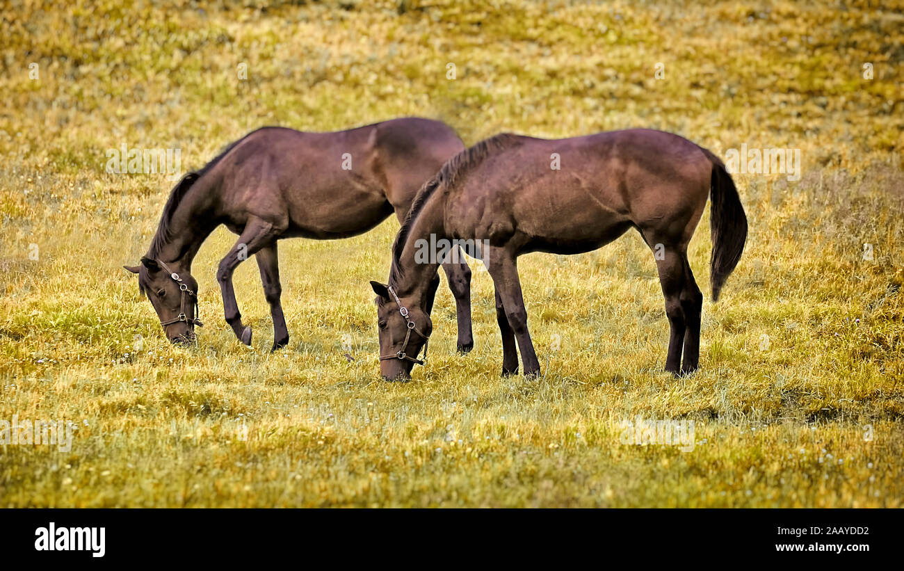 Bronco gras -Fotos und -Bildmaterial in hoher Auflösung – Alamy