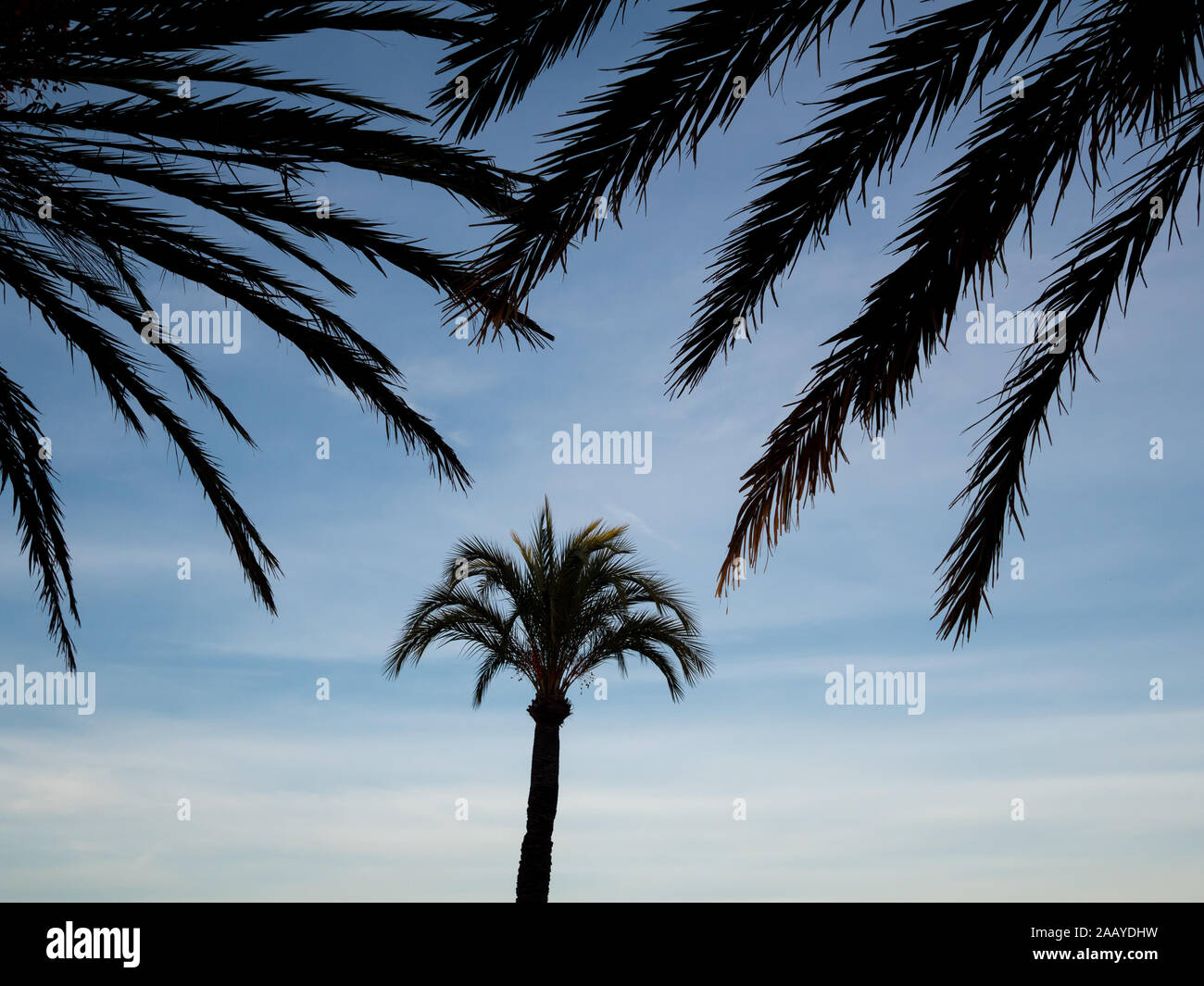 Blick auf die umscharten Palmen am Ende des Winternachmittags an der französischen Riviera Stockfoto