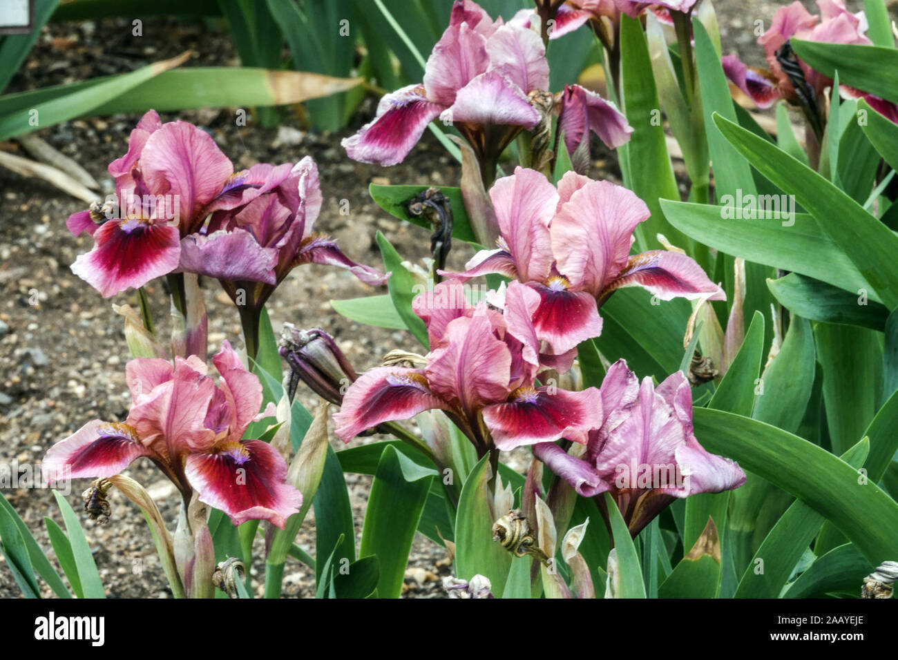 Red Iris barbata nana 'Believe of Miracles' Standard Zwerg Bearded Iris Stockfoto