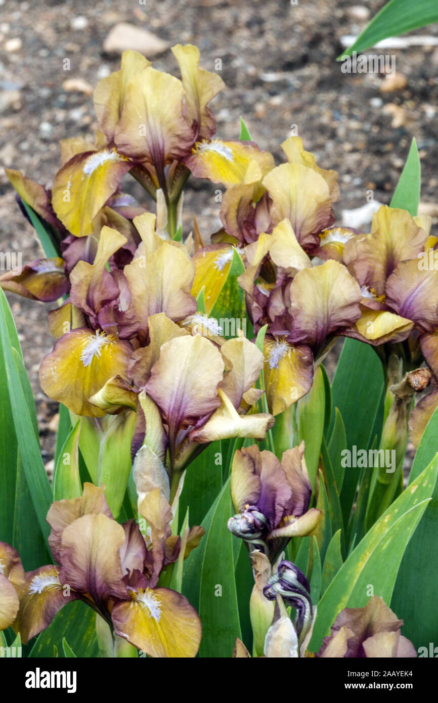 Iris barbata nana Iris „Monkey“ Standard Zwergbärtige Iris Stockfoto
