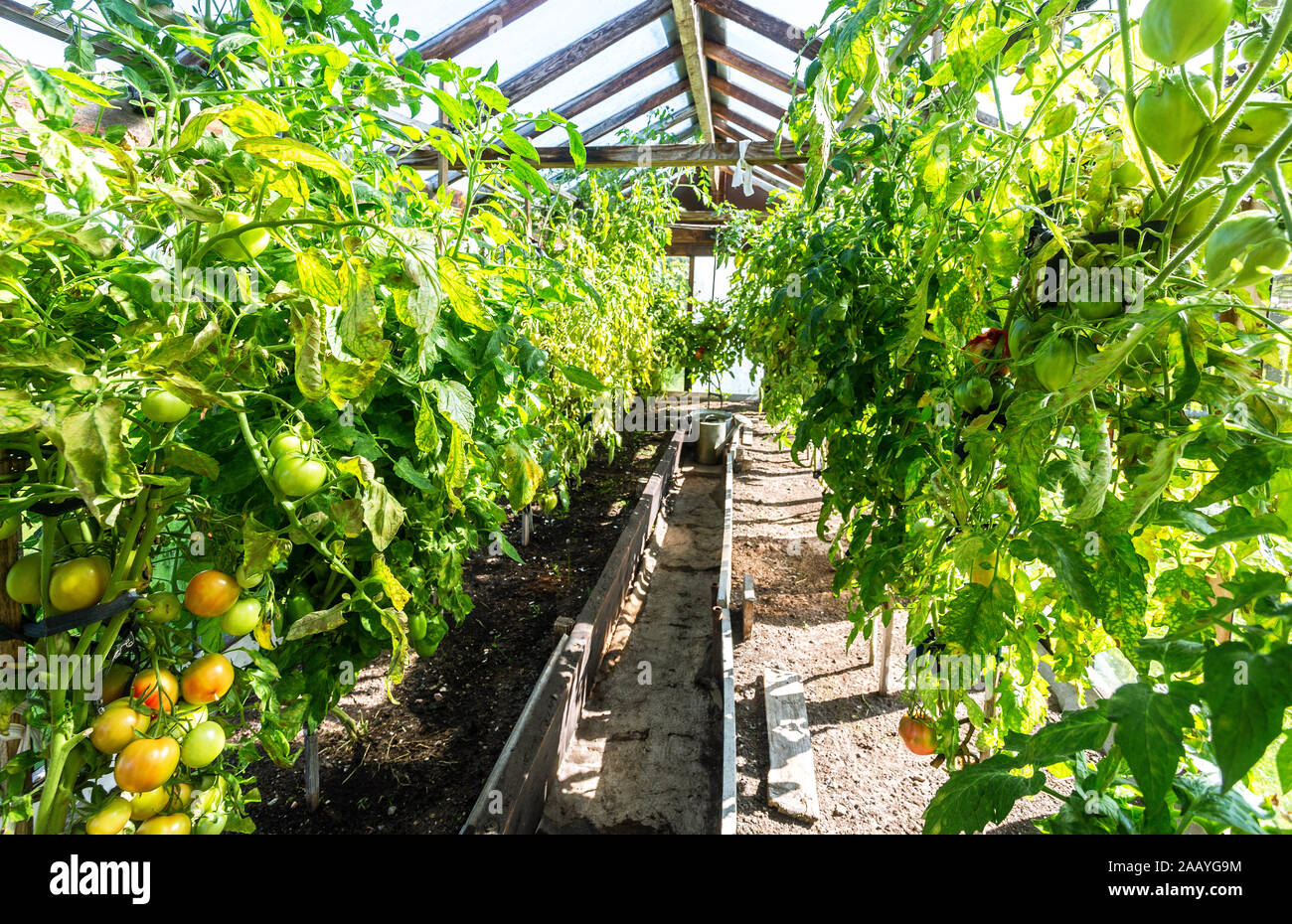 Tomaten Früchte wachsen in einem Gewächshaus Nahaufnahme Stockfoto
