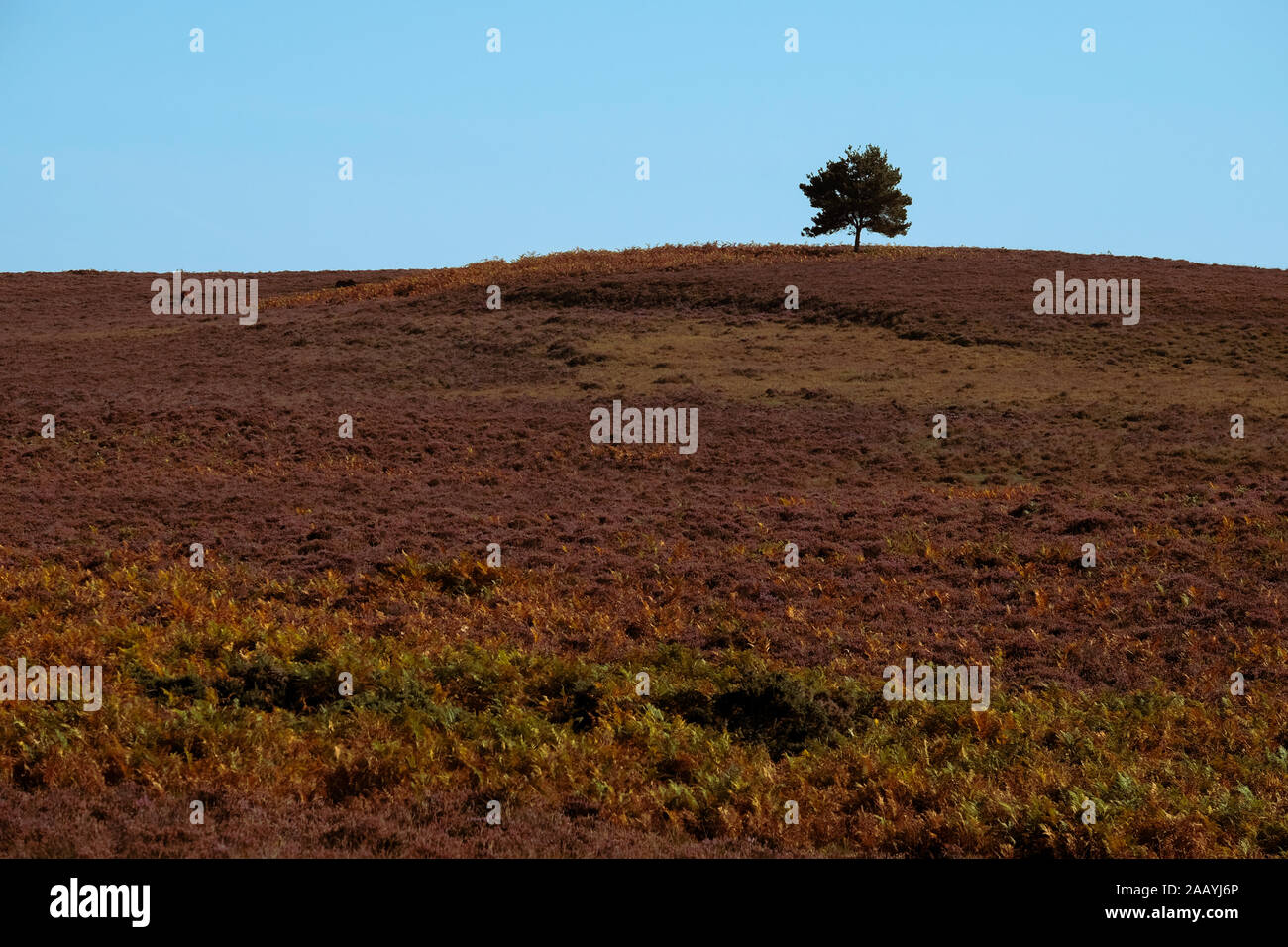 Eine herbstliche Landschaft der Heide im New Forest Hampshire England mit einem Baum in der Ferne mit kopieren. Stockfoto