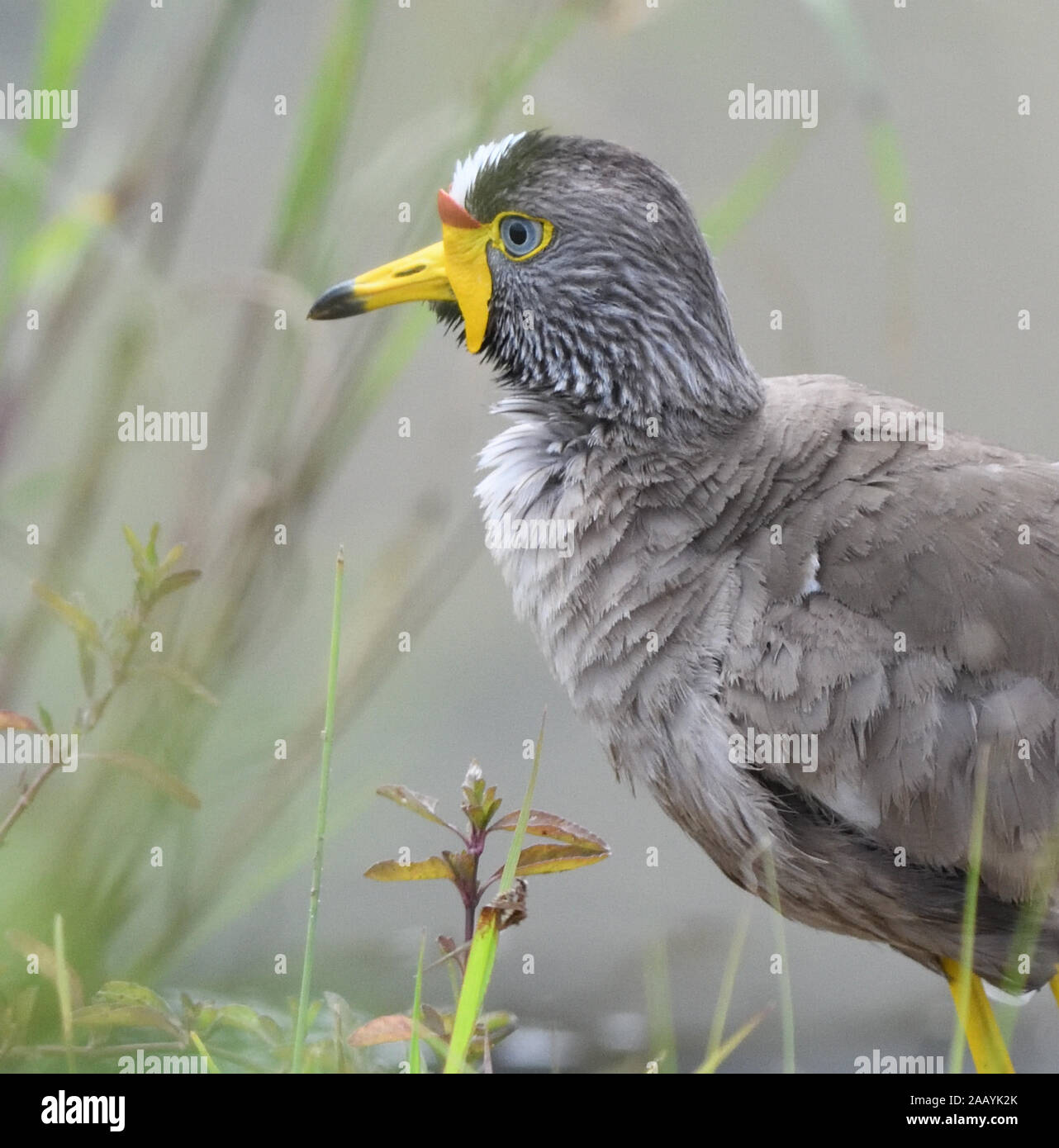 Eine afrikanische Gelbstirn-blatthühnchen Kiebitz, Senegal Gelbstirn-blatthühnchen plover oder Gelbstirn-blatthühnchen Kiebitz (Vanellus senegallus). Serengeti National Park, Tansania. Stockfoto