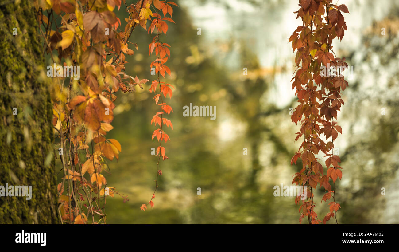 Baum mit Blättern mit Herbst Sonne mit Wasser Reflexion gestreut. Weiche, sanfte, mistic Licht. Stockfoto