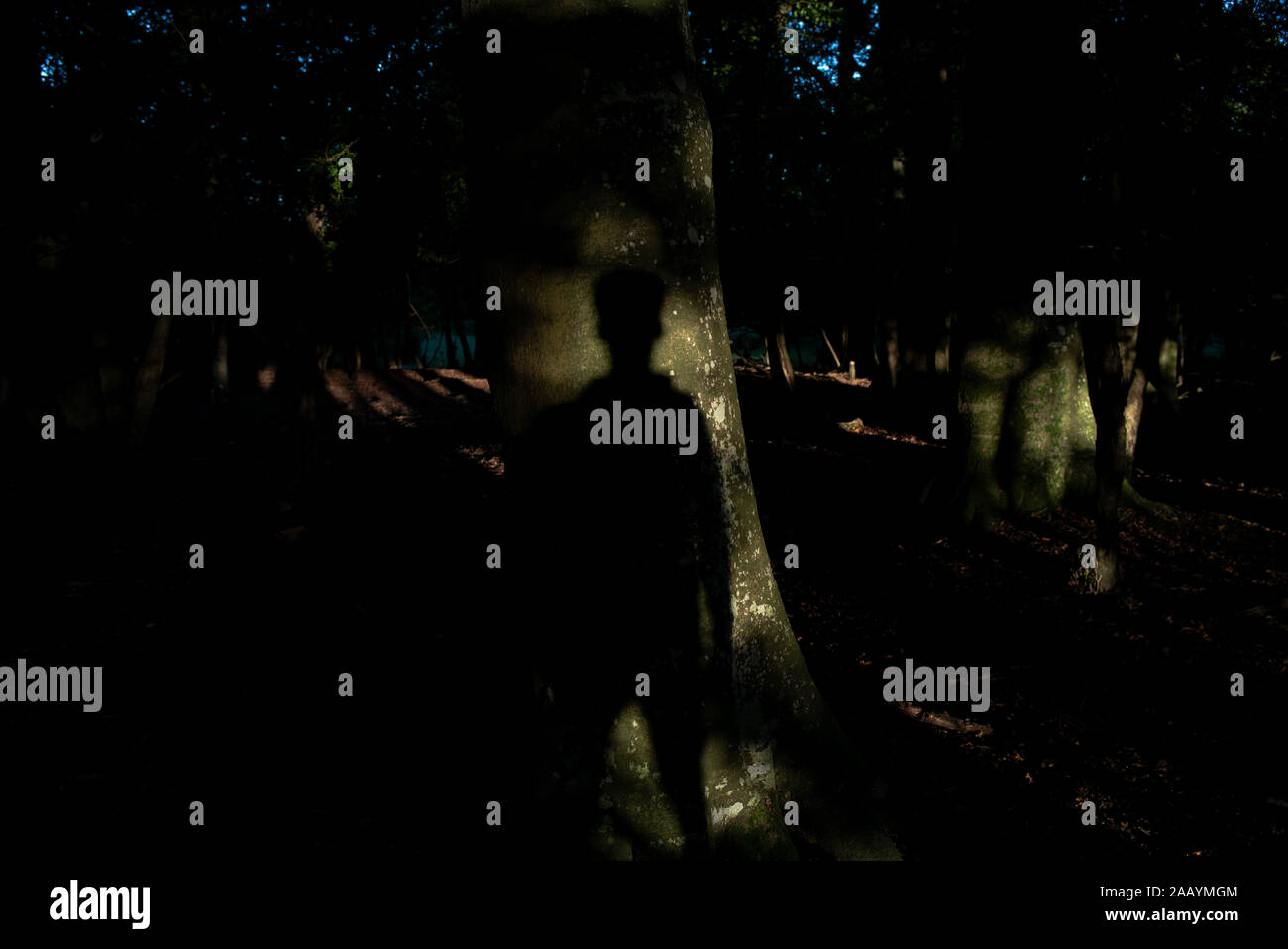 Eine gespenstische Schatten eines Jungen auf einem Baum in einem Wald aufrecht, die eine geheimnisvolle Geschichte ausklappen projiziert. Stockfoto