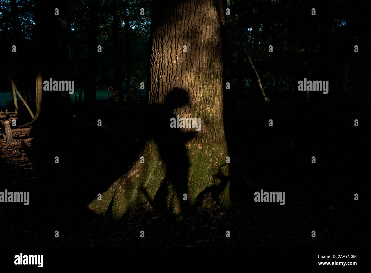 Einen einzigen Jungen im Teenageralter Schatten ist auf einem Baum in einem Wald zeigt ihn auf seinem Handy werfen. Stockfoto