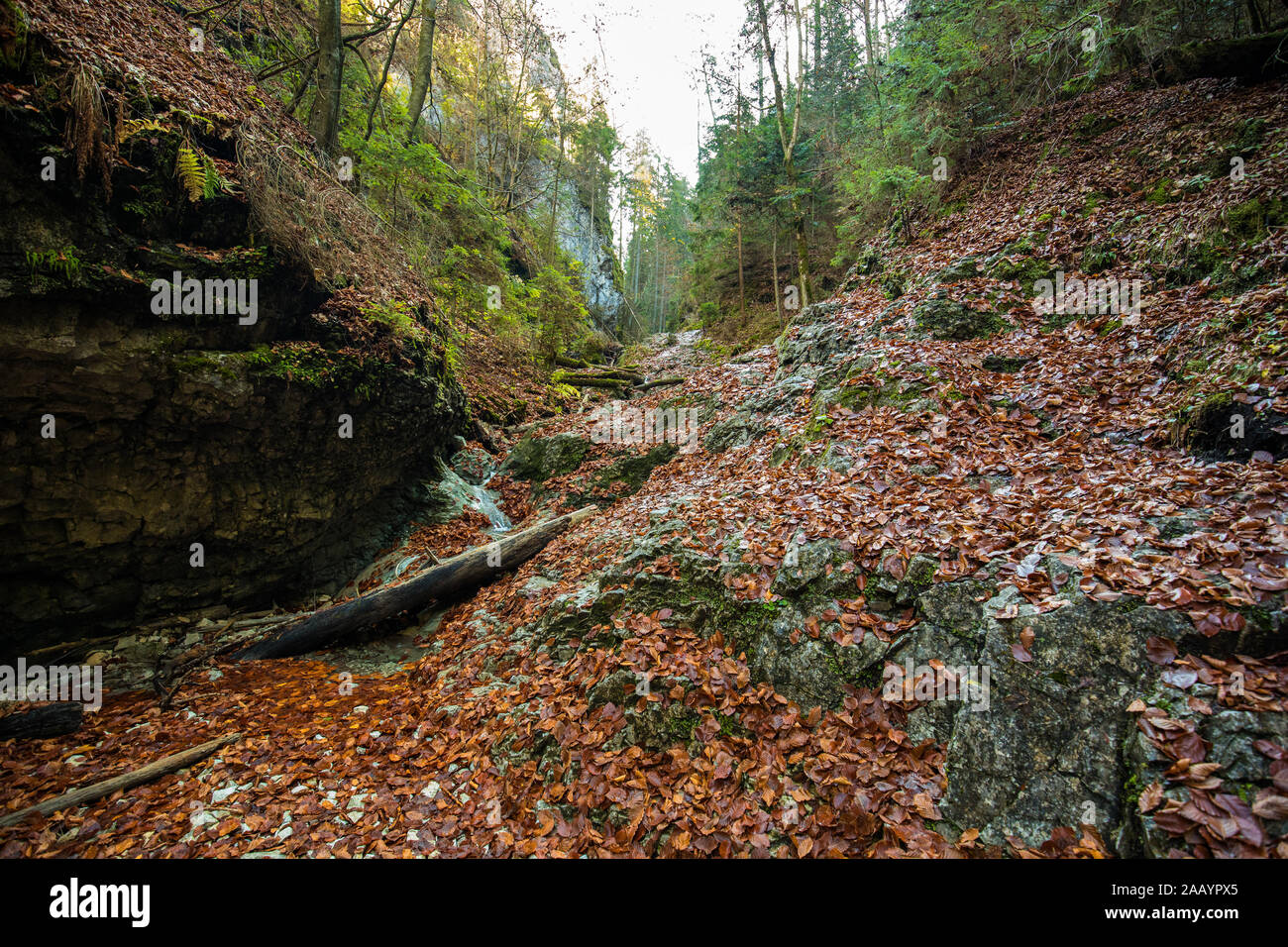 Wanderweg in Sucha Bela Schlucht in Slovensky raj Nationalpark, Slowakei. Stockfoto