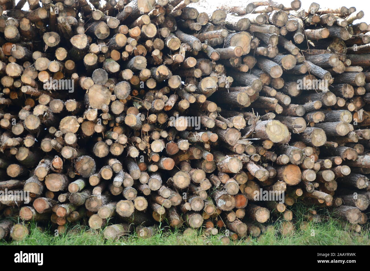 Nachhaltige Holzvorrat, Klimawandel Stockfoto