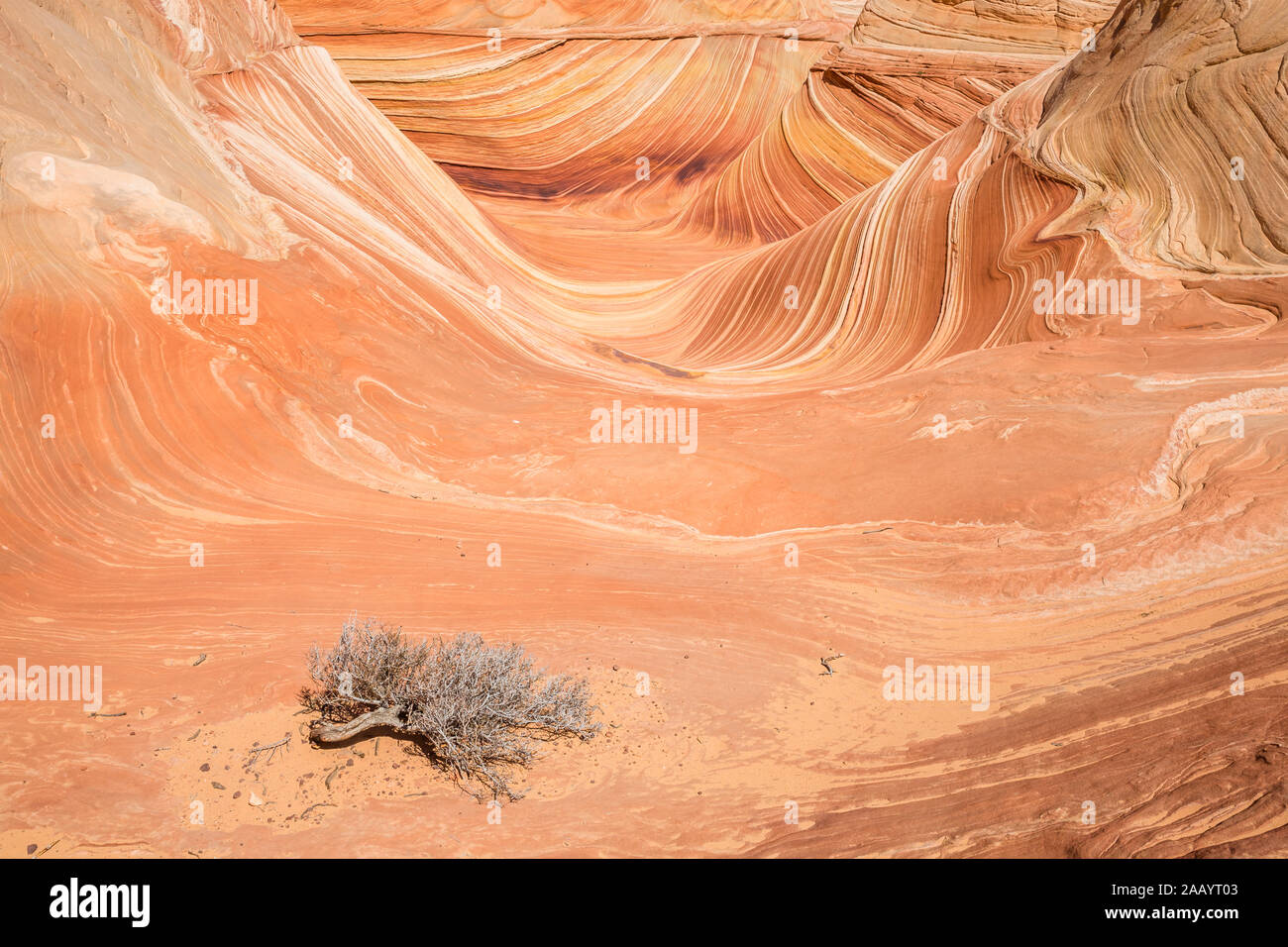 Sagebrush vor der Welle Funktion von Northern Arizona. Stockfoto