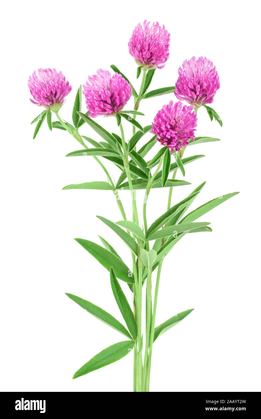 Klee oder Kleeblatt Blume Heilpflanzen auf weißem Hintergrund Stockfoto