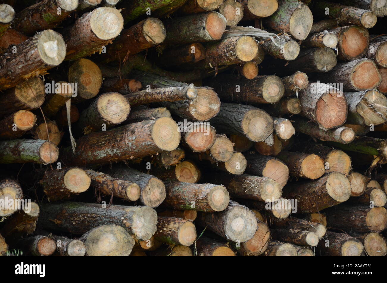 Abholzung und Klimawandel Stockfoto