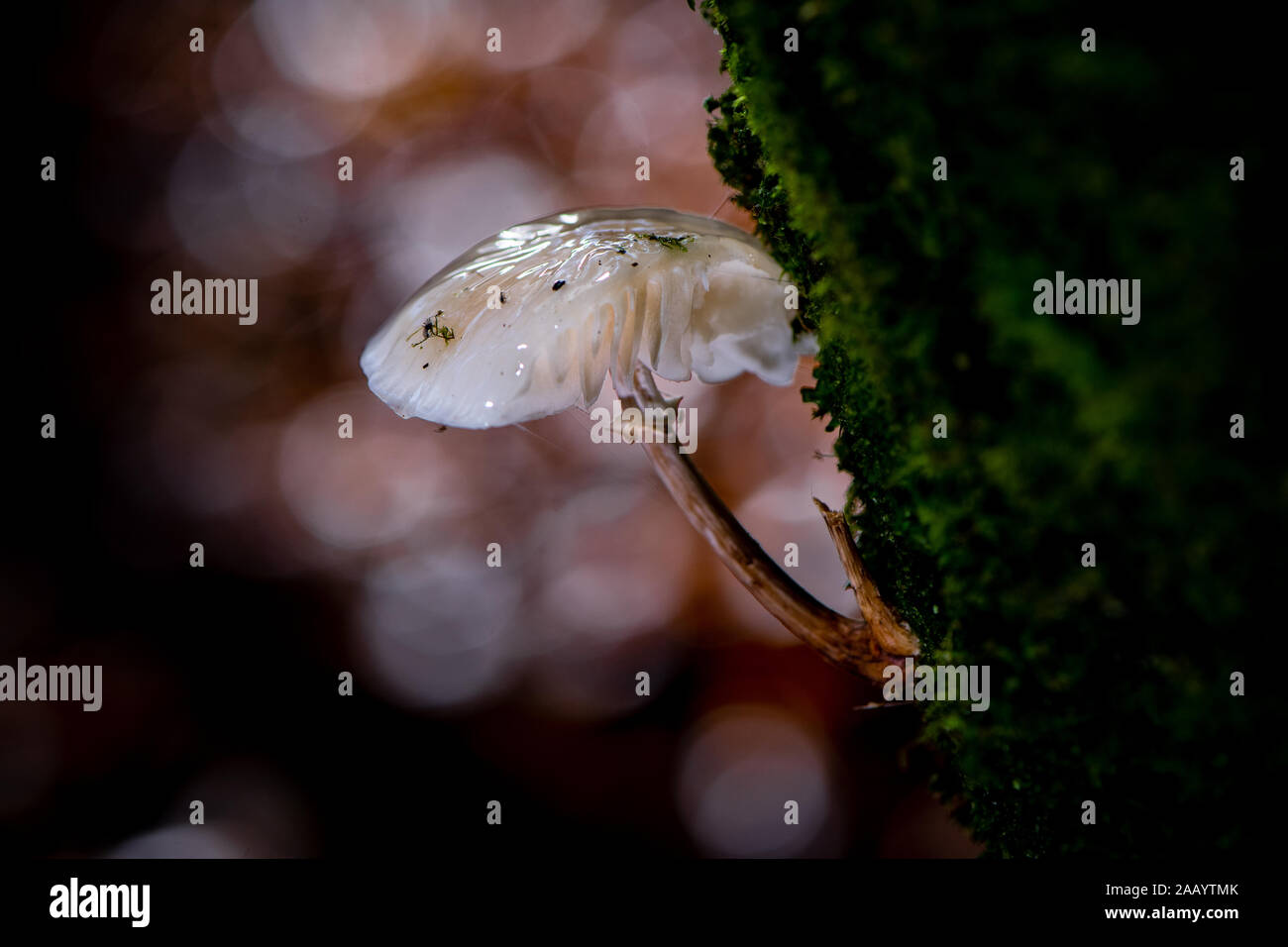 Porzellan Pilz (Oudemansiella mucida) im New Forest Hampshire England. Stockfoto
