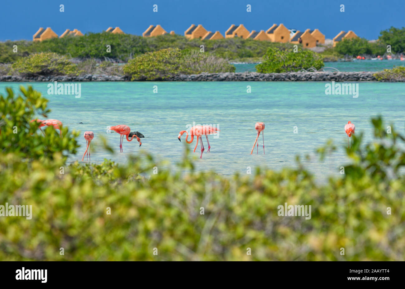 Kralendijk, Bonaire 21 Oktober 2019; Häufig zu sehen sind die rosa Flamingo; s auf der karibischen Insel Bonaire. Es fliegen abends nach Venezuela Stockfoto