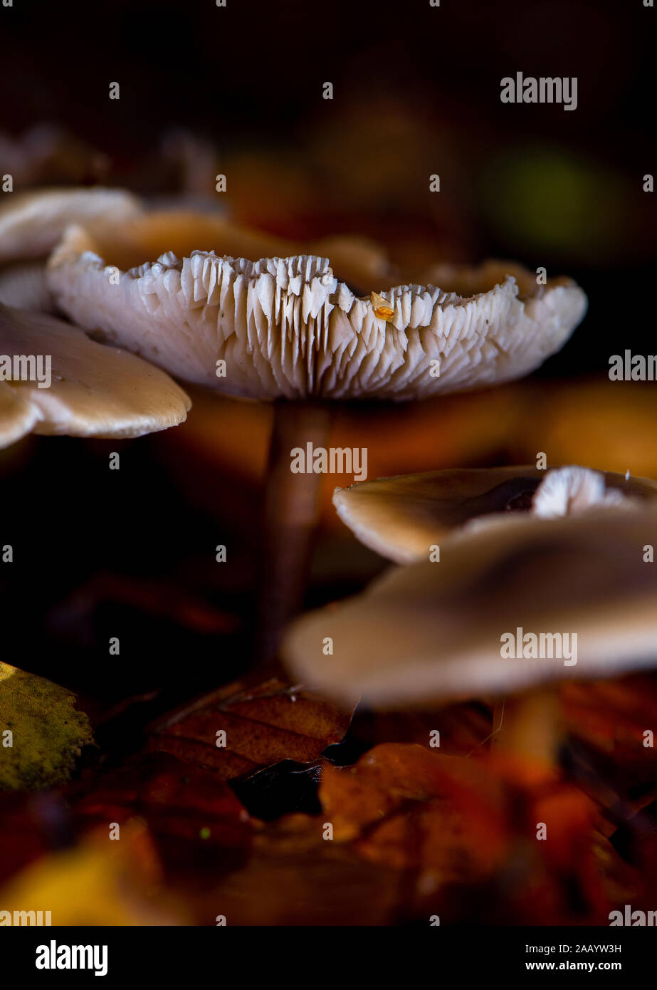 Die Butter Kappe, Rhodocollybia butyraceae Pilz unter den Herbst wachsenden Blätter innerhalb einer Gruppe Nahaufnahme makro- und beleuchtet mit Flash Einzelheiten anzeigen. Stockfoto