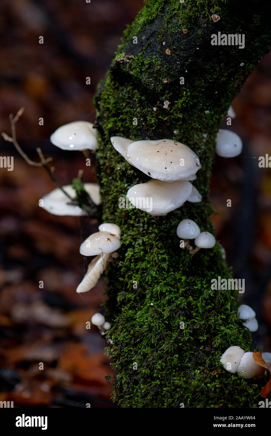 Porzellan Pilz (Oudemansiella mucida) im New Forest Hampshire England. Stockfoto