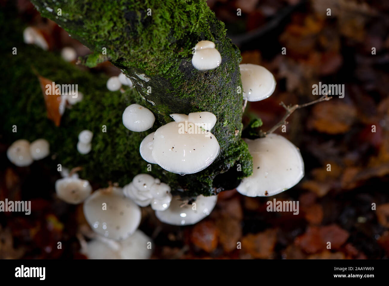 Porzellan Pilz (Oudemansiella mucida) im New Forest Hampshire England. Stockfoto