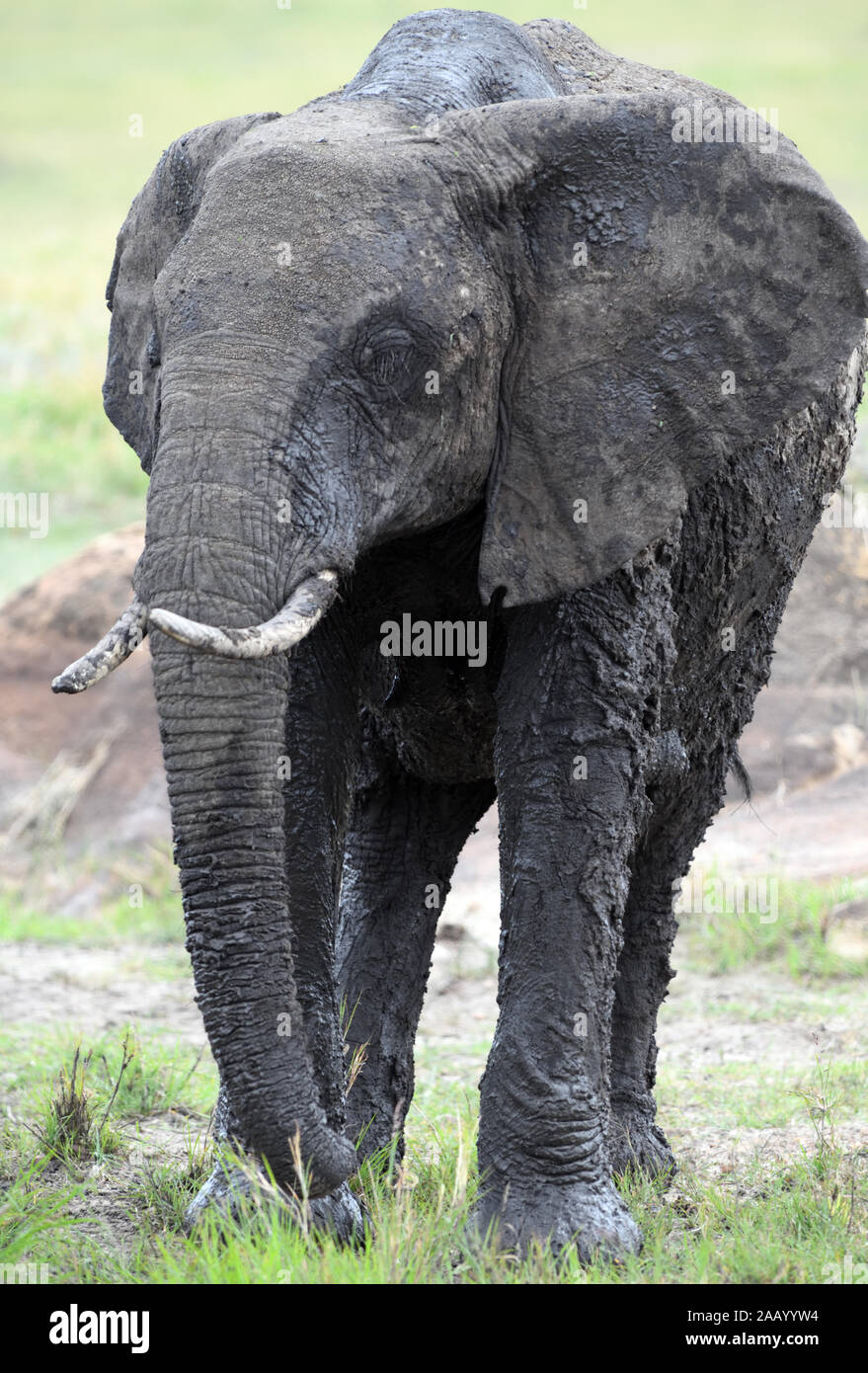 Ein Afrikanischer Elefant (Loxodonta africana), in frischen nassen Schlamm bedeckt, da er eine schlammige Suhlen lässt. . Serengeti National Park, Tansania. Stockfoto