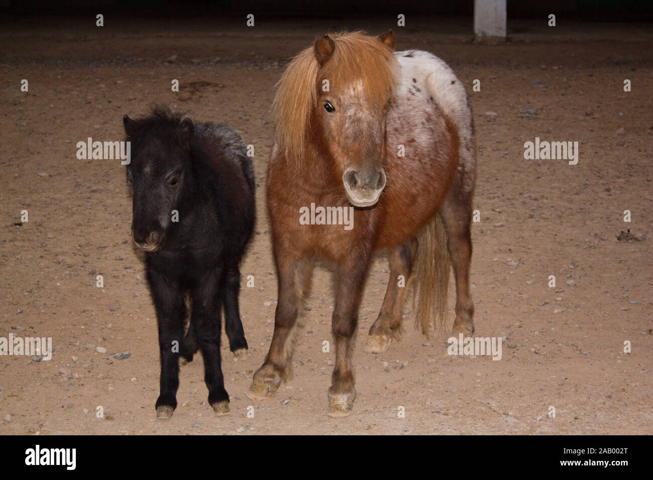 Schwarzes Pony und rotes Pony im Zoo Stockfoto