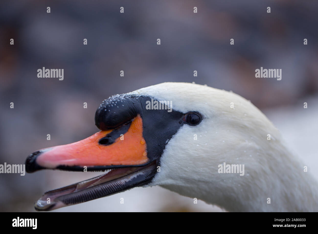 White Swan mit natürlichen tropft Wasser aus dem Mund, natürliche und elegante. Stockfoto