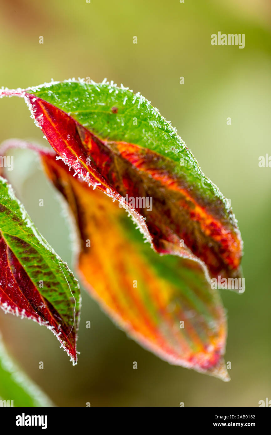 Gefrorener tau Haut mit Herbstlaub, natürliche und farbenfrohe Stockfoto