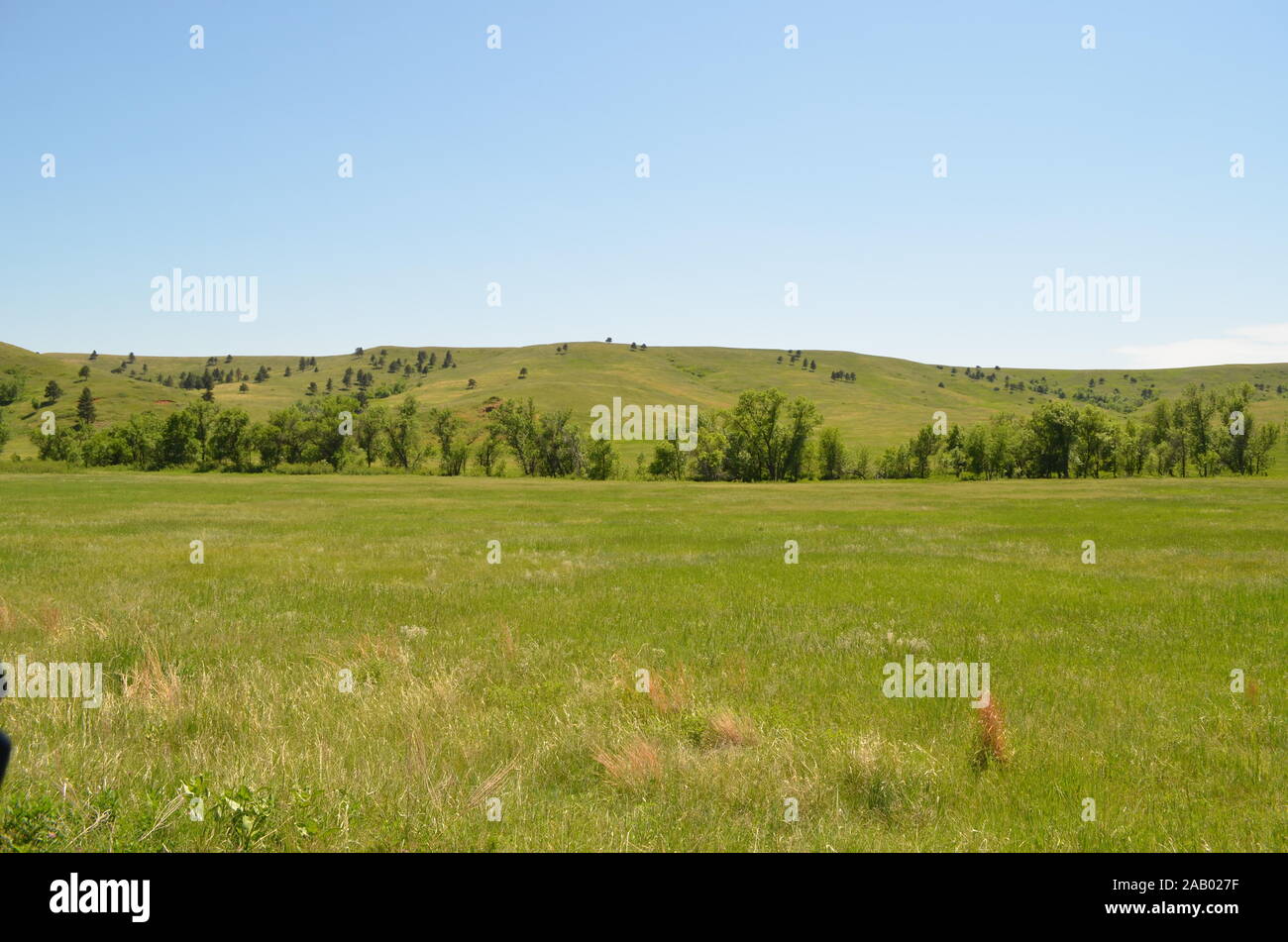 Später Frühling in South Dakota: Grass-Covered Black Hills Stockfoto