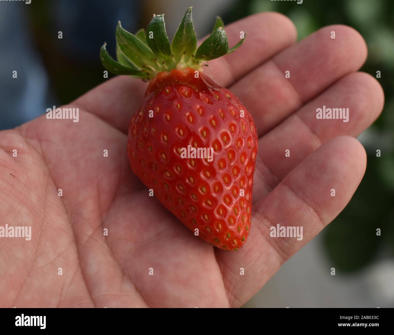 Eine rote, reife Erdbeeren mit Gepfeilten Kelch in der Hand des Fotografen statt. Stockfoto