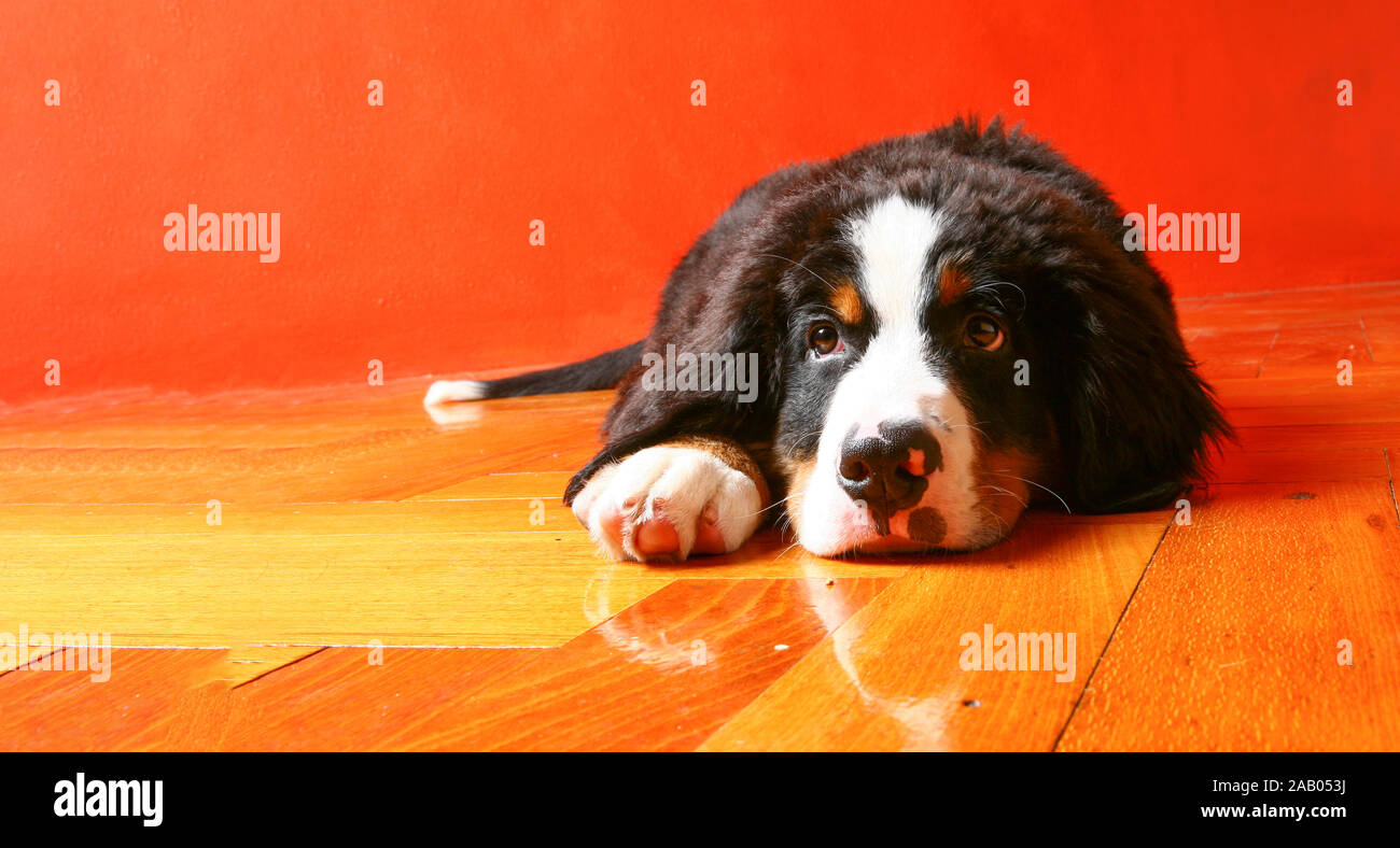 Welpe Hund auf Holzboden müde Stockfoto