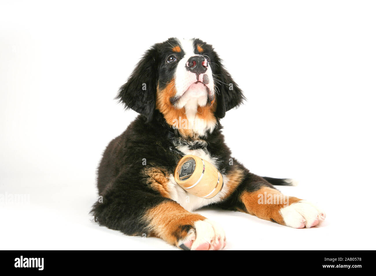 Rescue Dog Mit Whisky Barrel Stockfotografie Alamy