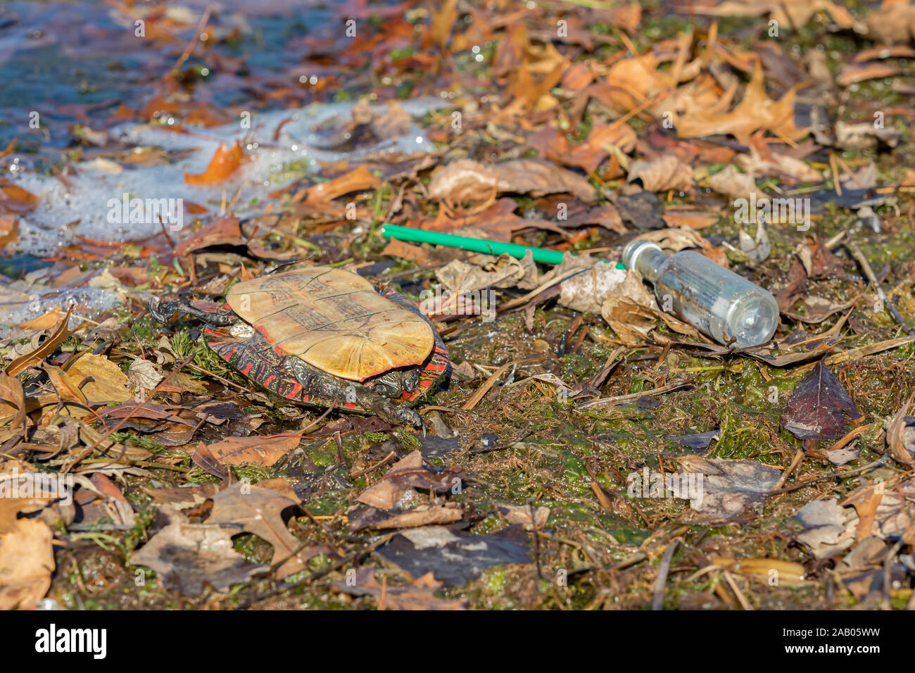 Tote Schildkröte auf Stadt see ufer mit verworfen Kunststoff Trinkflasche und grünem Stroh Abfall entlang der Kante des Wassers. Konzept der Umweltverschmutzung Stockfoto