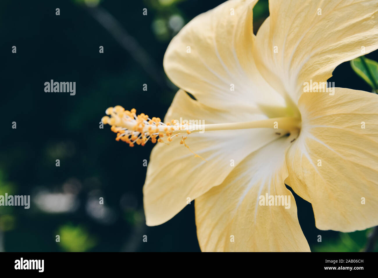 Hibiskusblüte Stockfoto