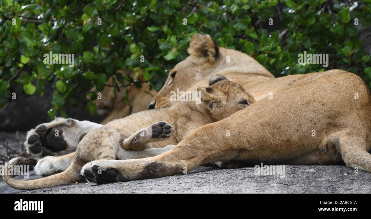 Ein junger Löwe (Panthera leo) Fütterung von seiner Mutter, die im Schatten ruht. Serengeti National Park, Tansania. Stockfoto