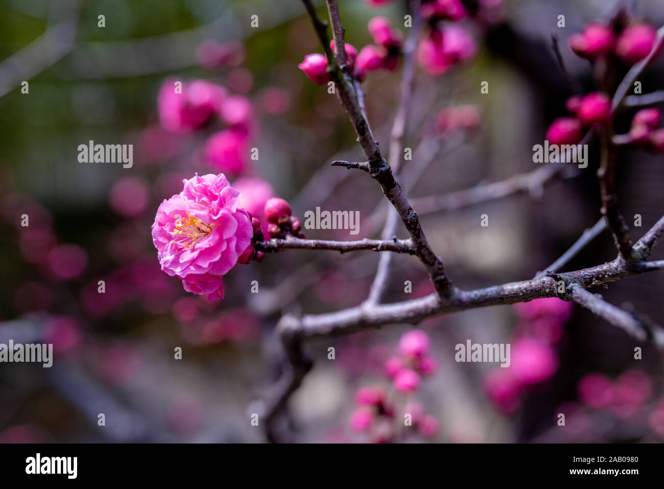 Japanische double Pink Plum Flower, Ende März in Japan, mit unscharfen Blütenknospen im Hintergrund Stockfoto