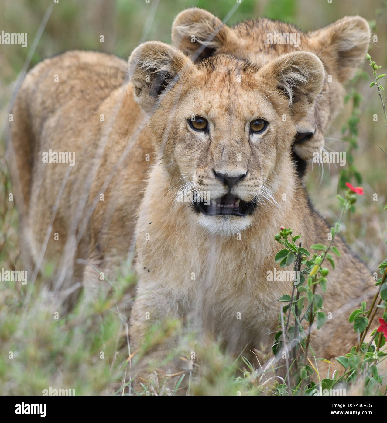 Zwei Löwinnen (Panthera leo) spielen in der langen, trockenen Gras der Serengeti. Serengeti National Park, Tansania. Stockfoto