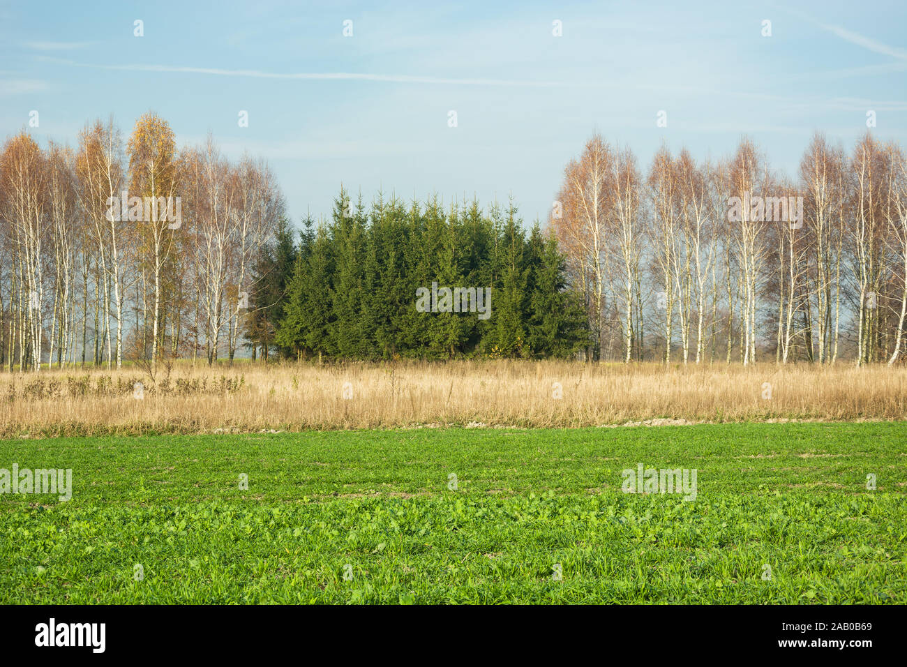 Grüne Nadelbäume und Birke Bäume ohne Blätter, Feld- und trockenes Gras, blauer Himmel Stockfoto