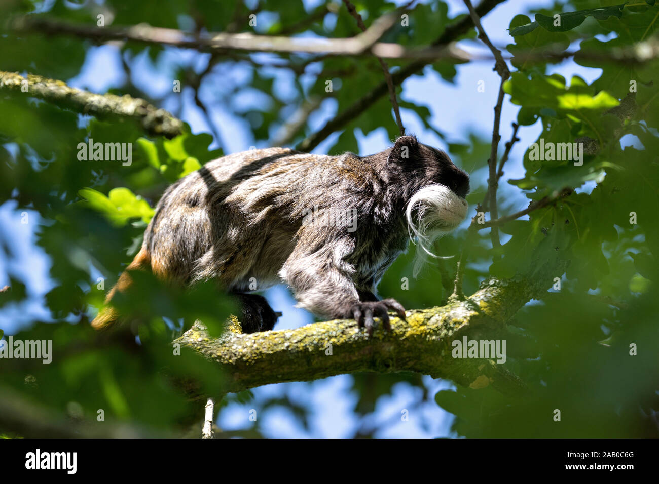 Kaiser Tamarin in den Bäumen (Saguinus imperator) Stockfoto