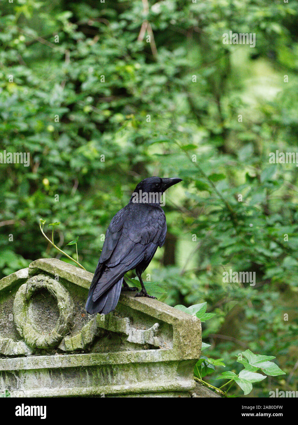 Nebelkrähe (Corvus corone) auf einem alten Grabstein in Tower Hamlets Friedhof Park, Mile End, London, UK gehockt Stockfoto