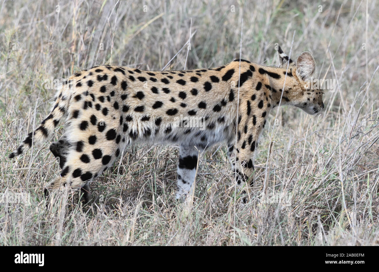 Ein serval (Leptailurus serval) Stengel durch trockenes Gras Jagd für Nager und andere Kleintiere. Serengeti National Park, Tansania. Stockfoto