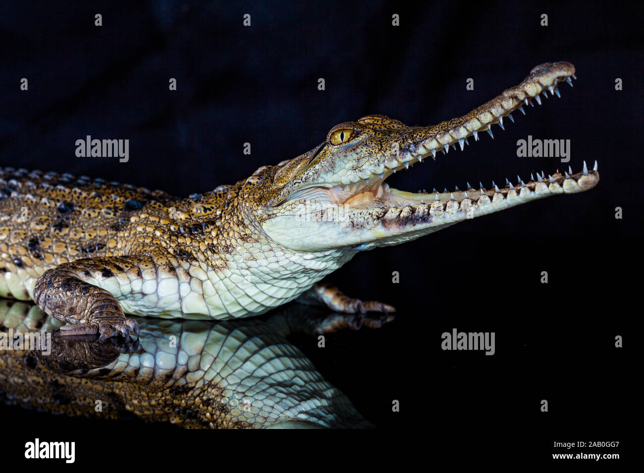 Süßwasser-Krokodil - native Tier in Nordaustralien, Studio, Reflexion Stockfoto