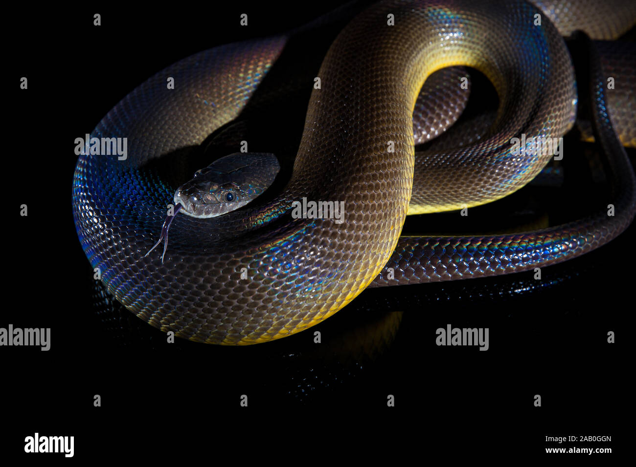 Single Regenbogenschlange Wasser Python-Liasis fuscus - auf Black Mirror isoliert. Stockfoto