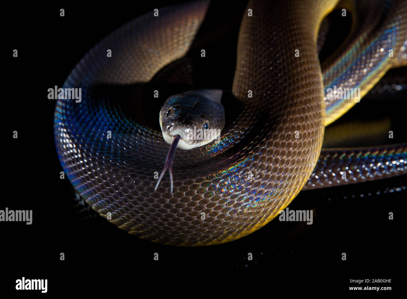 Single Regenbogenschlange Wasser Python-Liasis fuscus - auf Black Mirror isoliert. Stockfoto