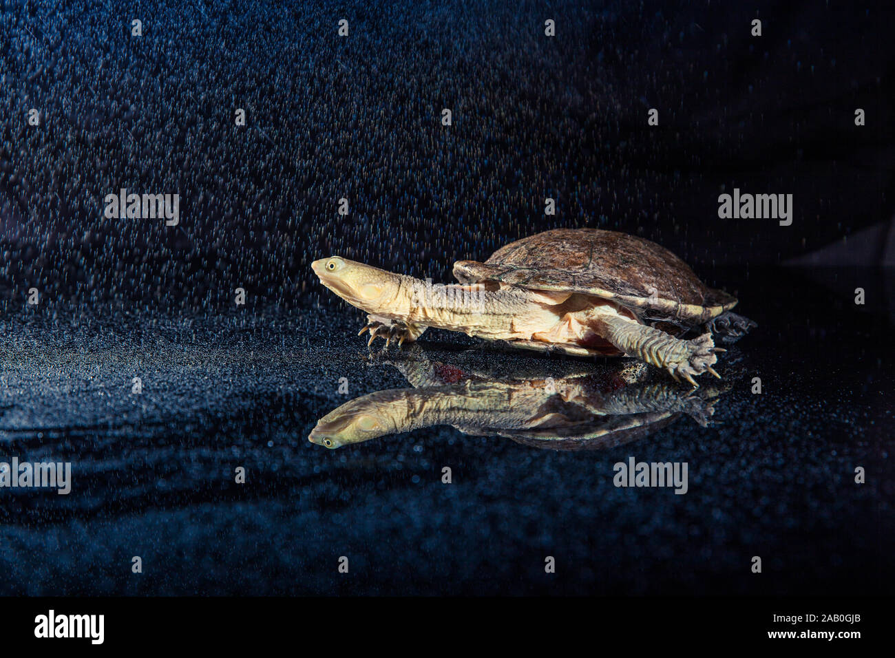 Australian Eastern long-necked Turtle im schweren Regen auf Black Mirror. Stockfoto