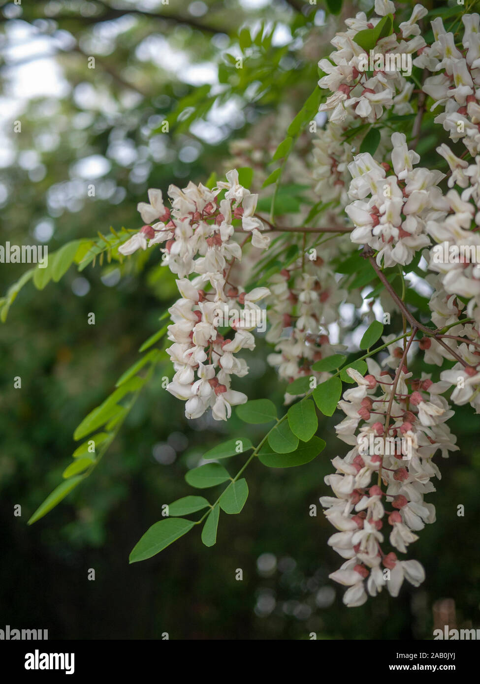 Blüten von falscher Akazie oder schwarzer Heuschrecke (Robinia pseudoacacia), Stadtbaum, London, Großbritannien Stockfoto