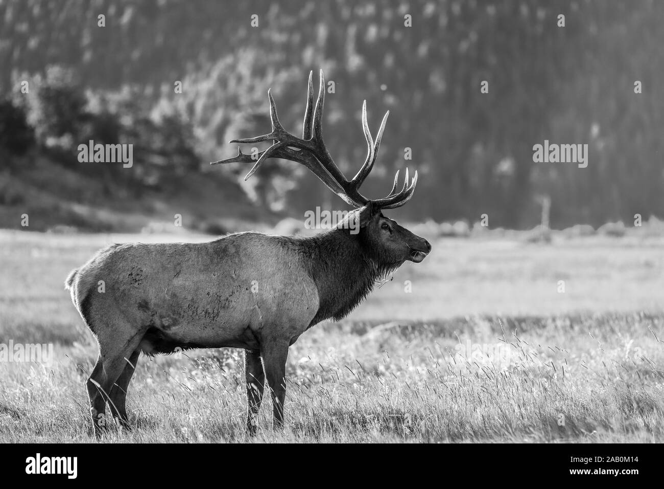 Rocky Mountain bull elk Schwarz und Weiß in einer Wiese grasen. Stockfoto