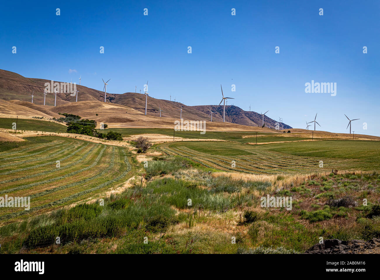 Windmühlen in einem Feld entlang des Columbia River Gorge an der Grenze zwischen Washington und Oregon. Stockfoto