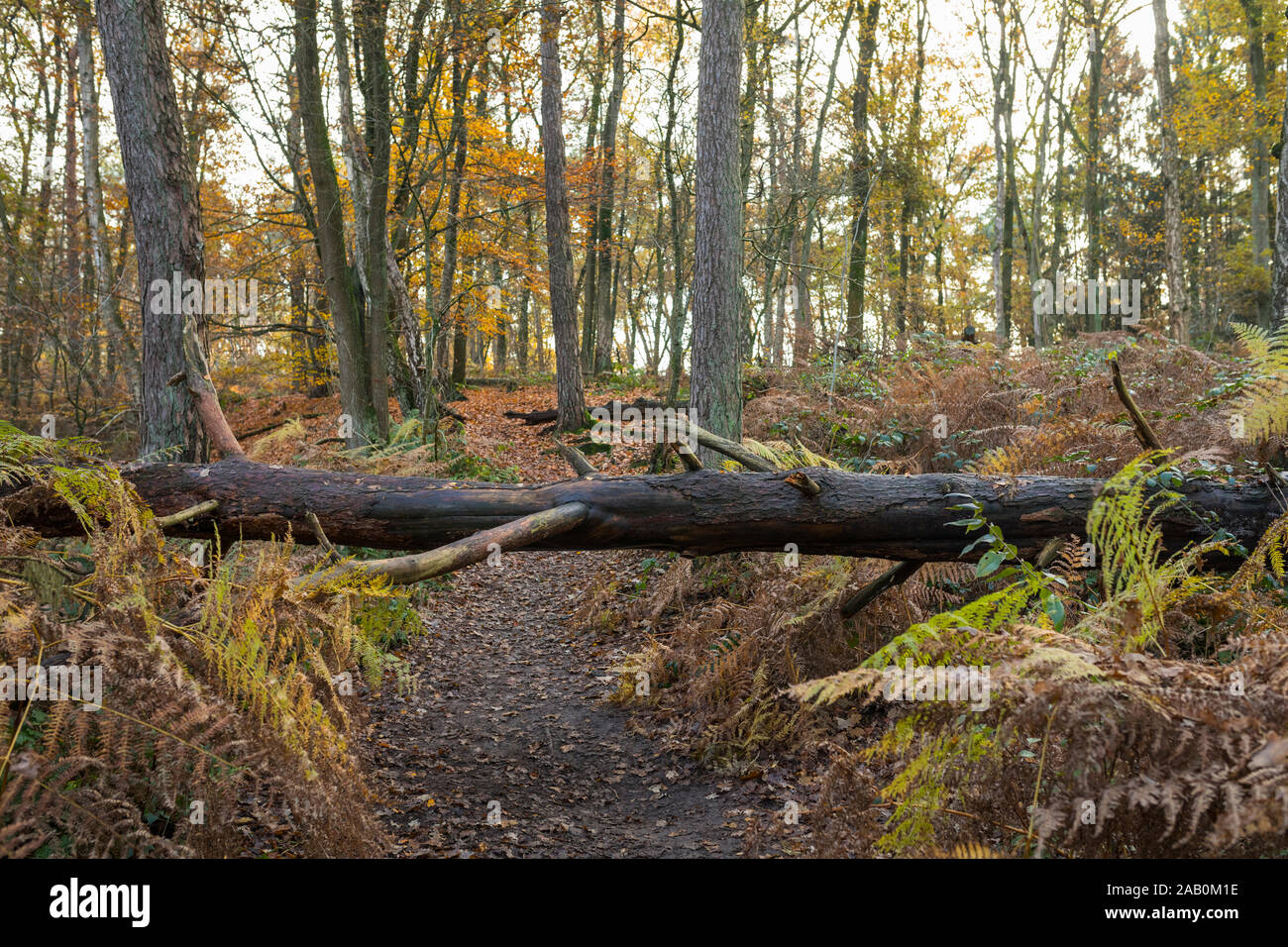 Gefallenen baum Kreuzung ein Wanderweg im Herbst Naturpark "Leudal', Provinz Noord-Limburg, Niederlande Stockfoto