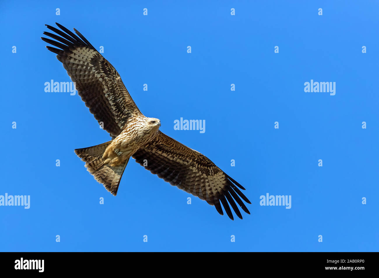 Schwarzmilan, MILVUS MIGRANS, Stockfoto